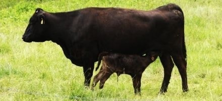 東京都港区で厳選野菜のお弁当はいかがでしょうか？